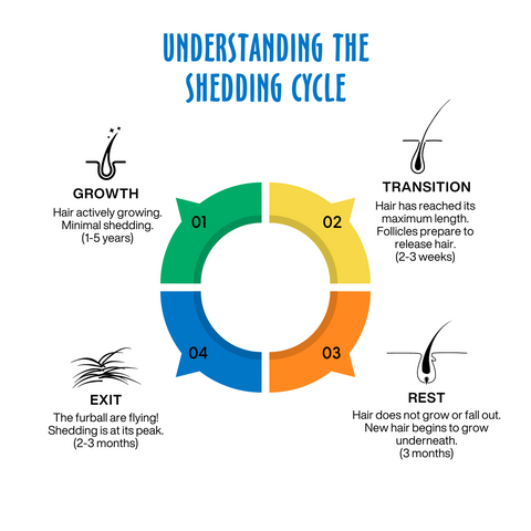 Understanding The Shedding Cycle