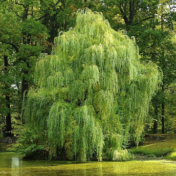 Willow Trees: Dwarf and Weeping Willows Grown in the UK - Roots Plants