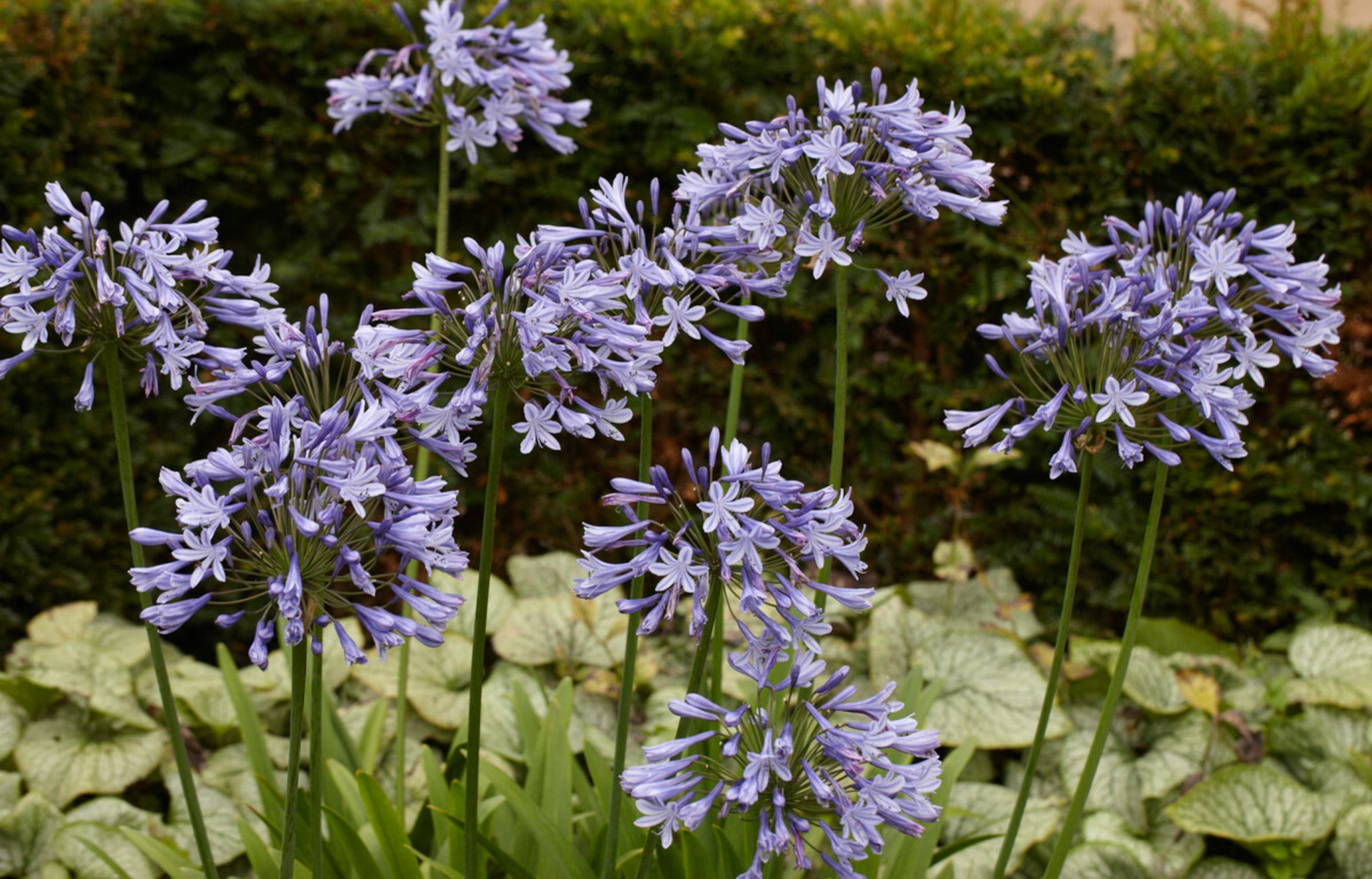 Image of Agapanthus Osteospermum companion plant