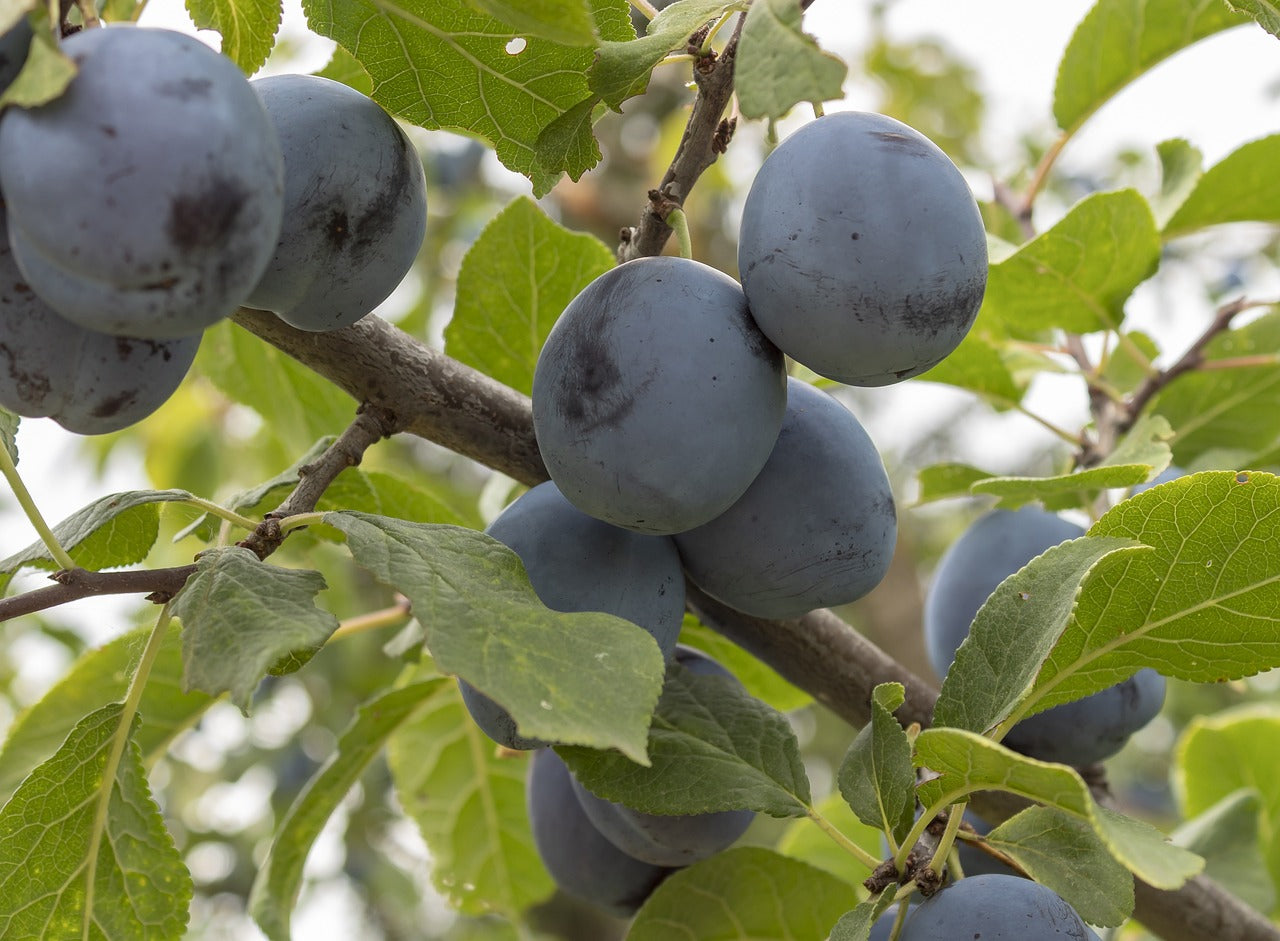 5 Things To Know Before Buying a Plum Tree