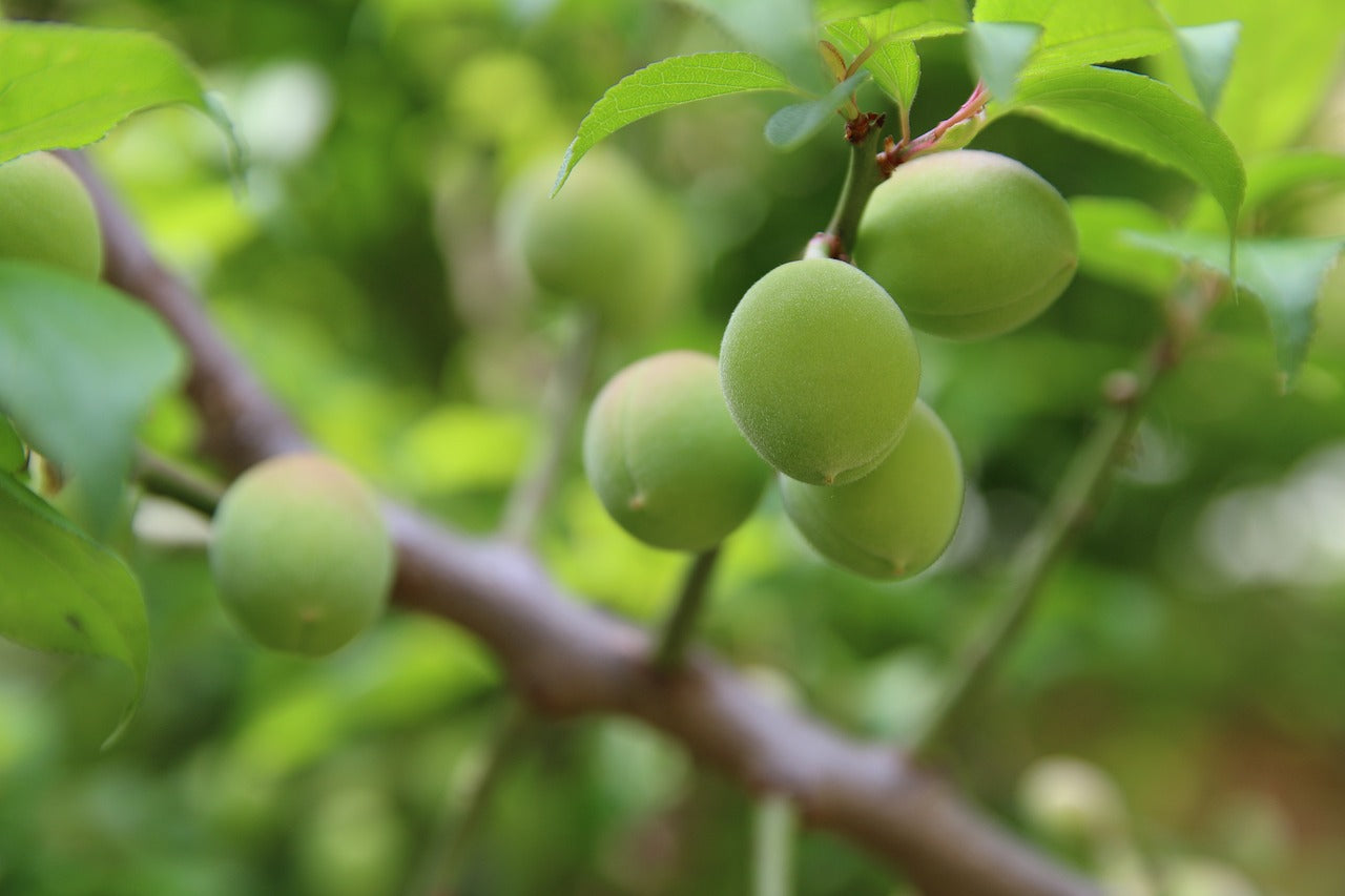 How to Grow Apricots: Care Tips