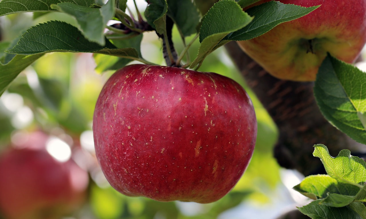 How To Espalier Apple Trees