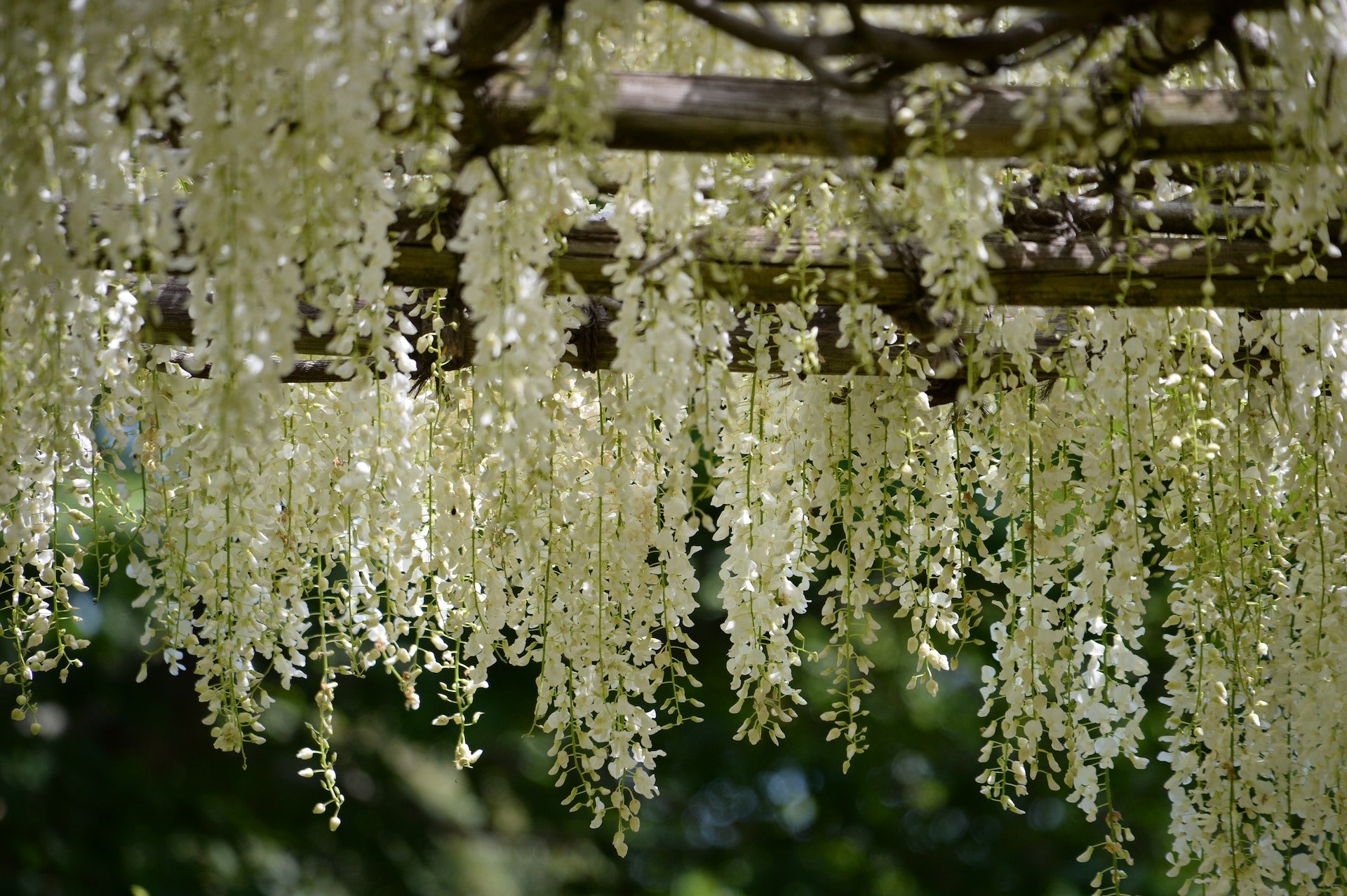 How to Grow Wisteria: Care Tips