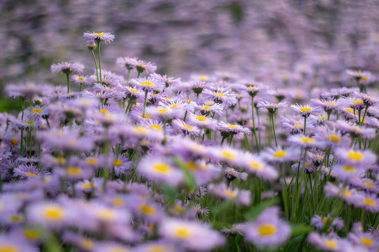 How to Divide Perennials