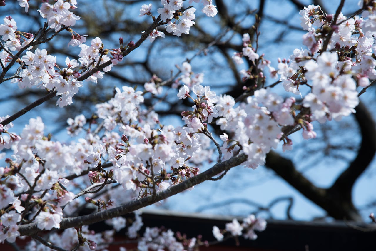 How Train a Victoria Plum