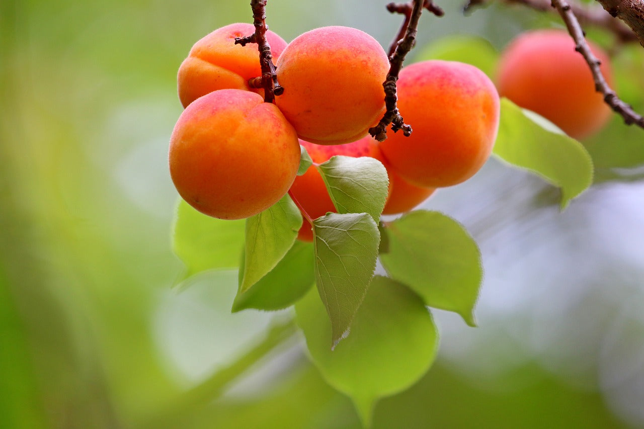 How to Grow Apricots: Care Tips