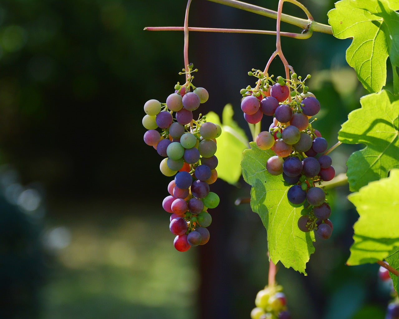 How to grow Grape vines: Care Tips