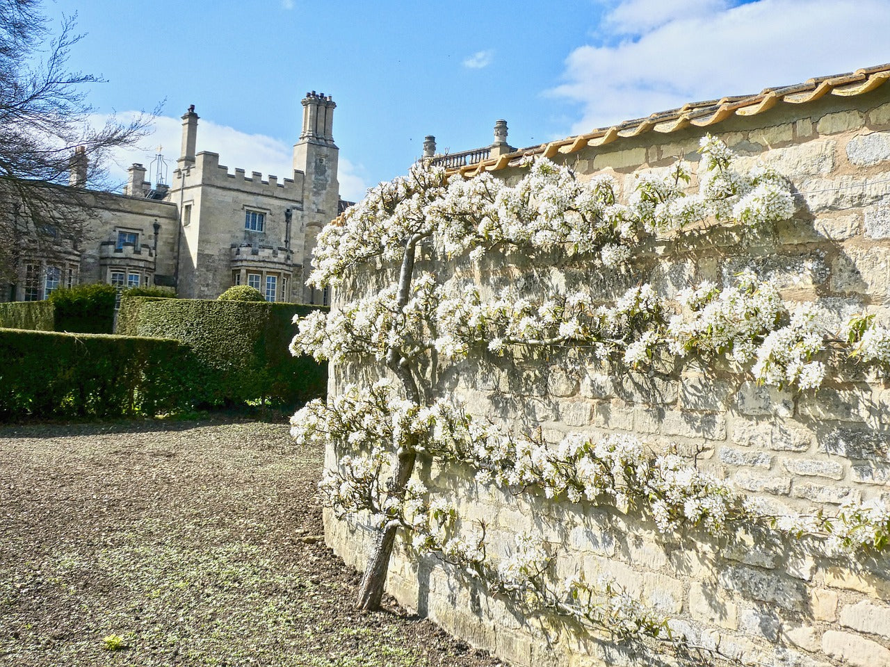 How To Espalier Apple Trees