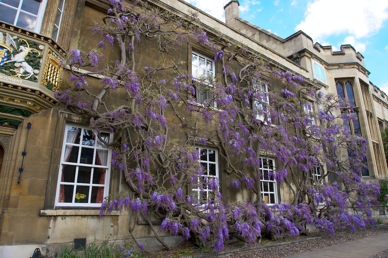 How to Grow Wisteria: Care Tips