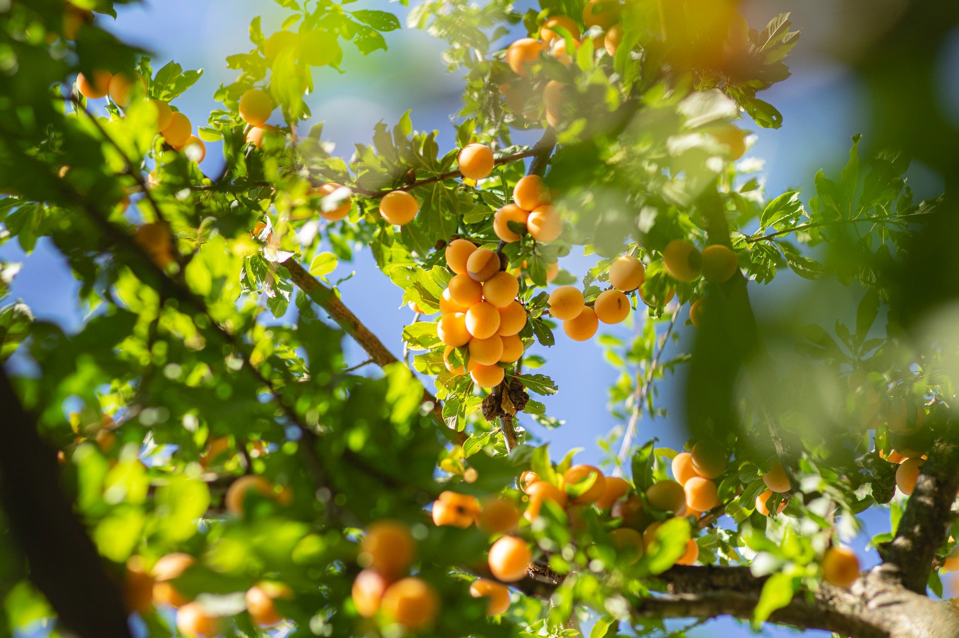 How to Grow Apricots: Care Tips