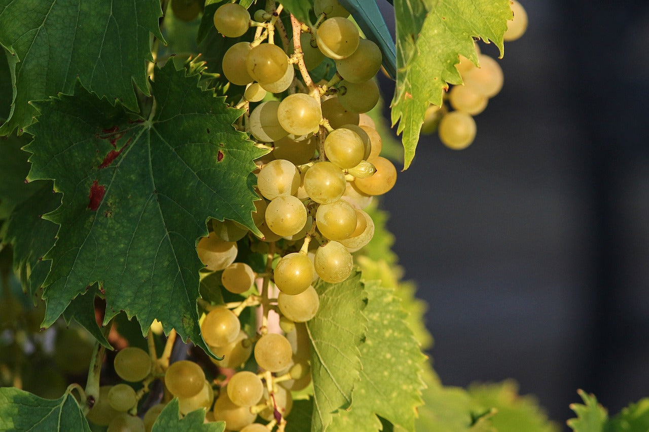 How to grow Grape vines: Care Tips