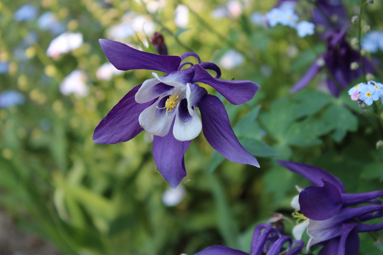 Everything you need to know about Aquilegias