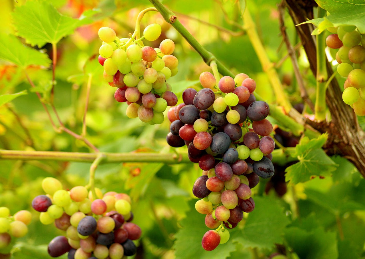 How to grow Grape vines: Care Tips