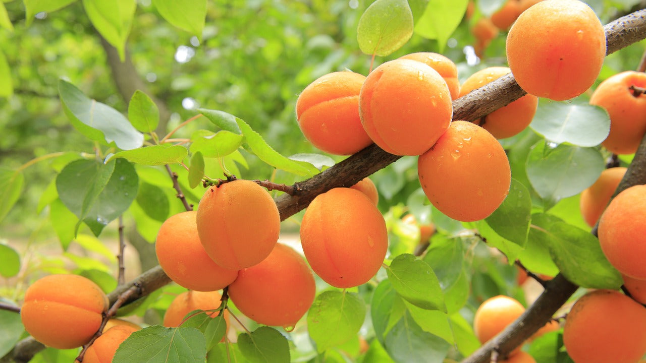 How to Grow Apricots: Care Tips
