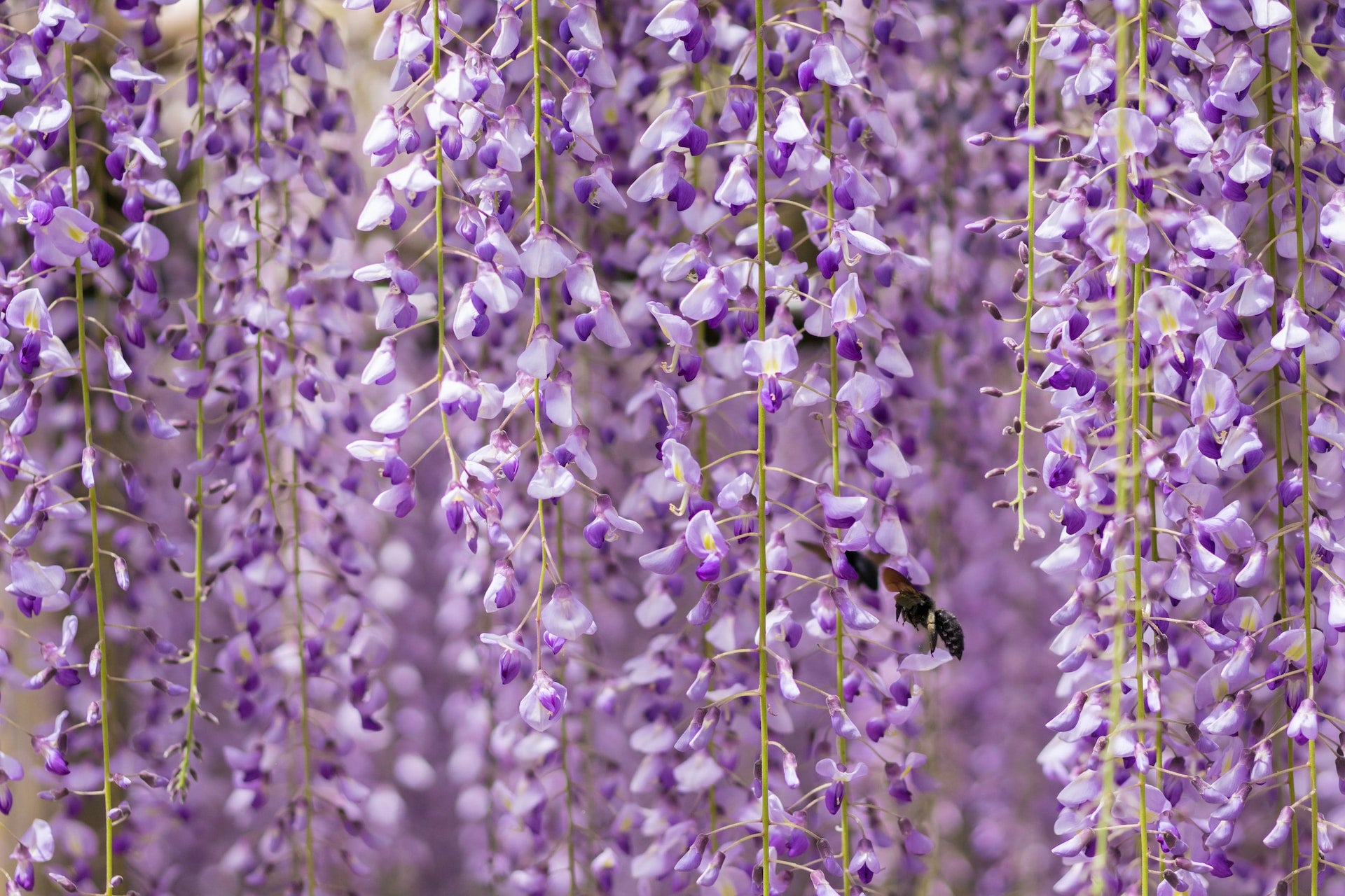 How to Grow Wisteria: Care Tips