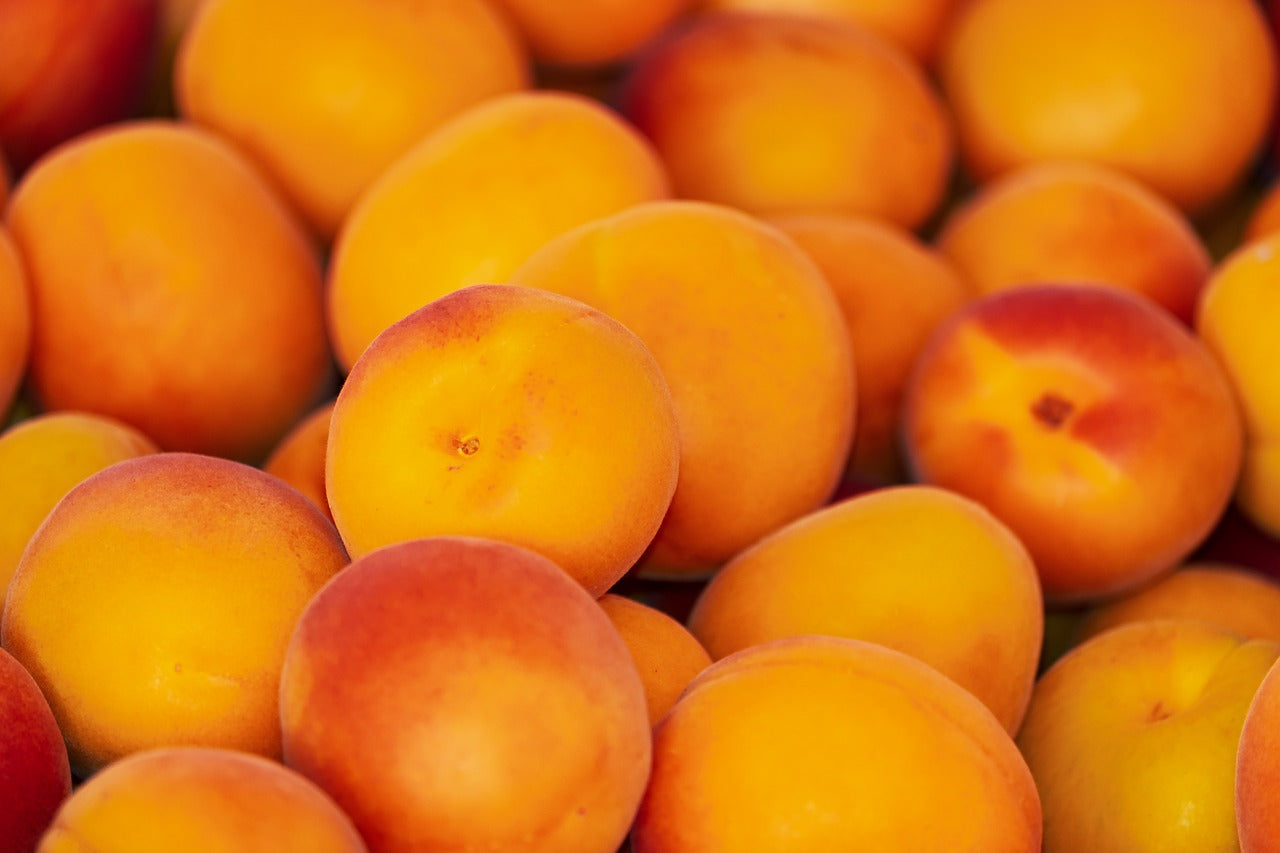 How to Grow Apricots: Care Tips