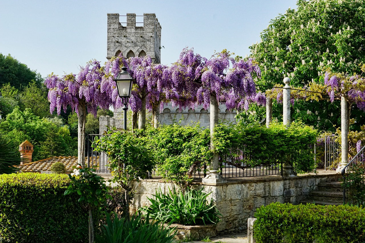 How to Grow Wisteria: Care Tips