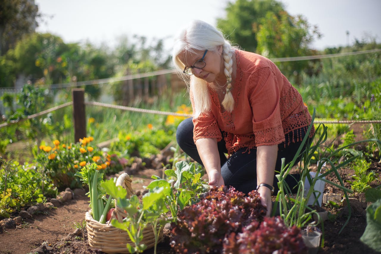How To Get The Best From Your Vegetable Plants