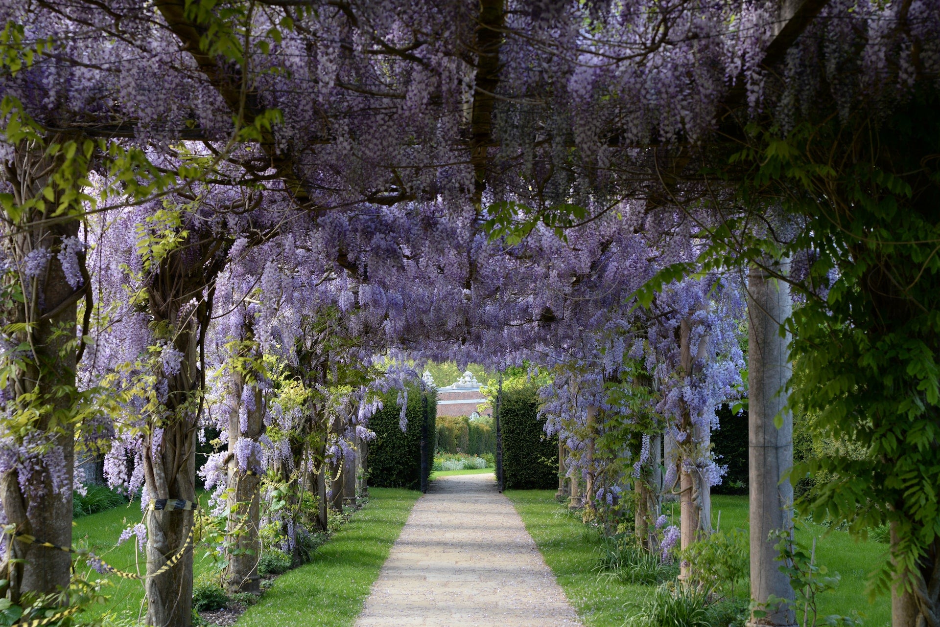 How to Grow Wisteria: Care Tips