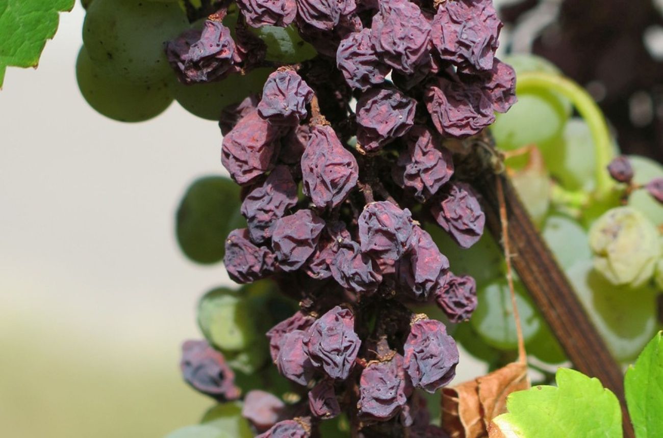 raisins hanging from a grapevine