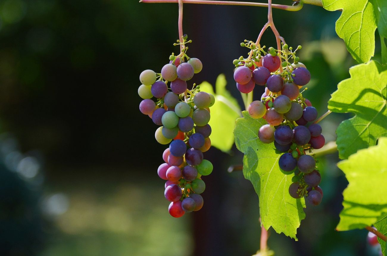 red and green grape bunches