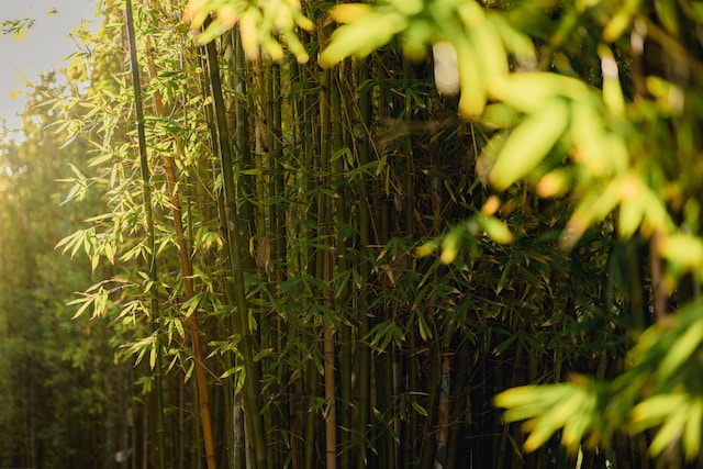 bamboo screening