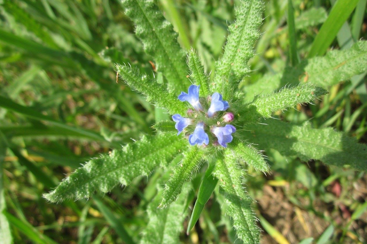 bugloss