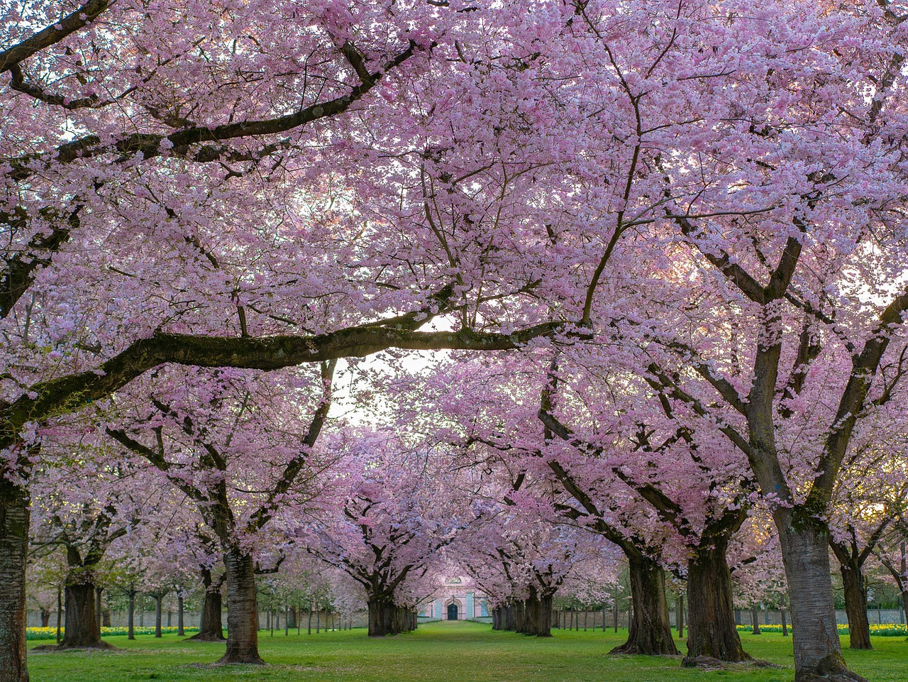 5 Impressive Flowering Trees For Any Garden