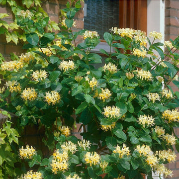 Hedera White-Edged Trailing Ivy - Climbing Evergreen (9cm) - Plants from  Gardeners Dream UK