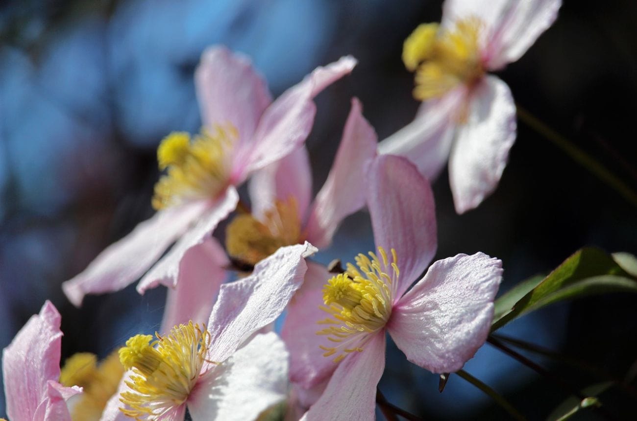Clematis close up