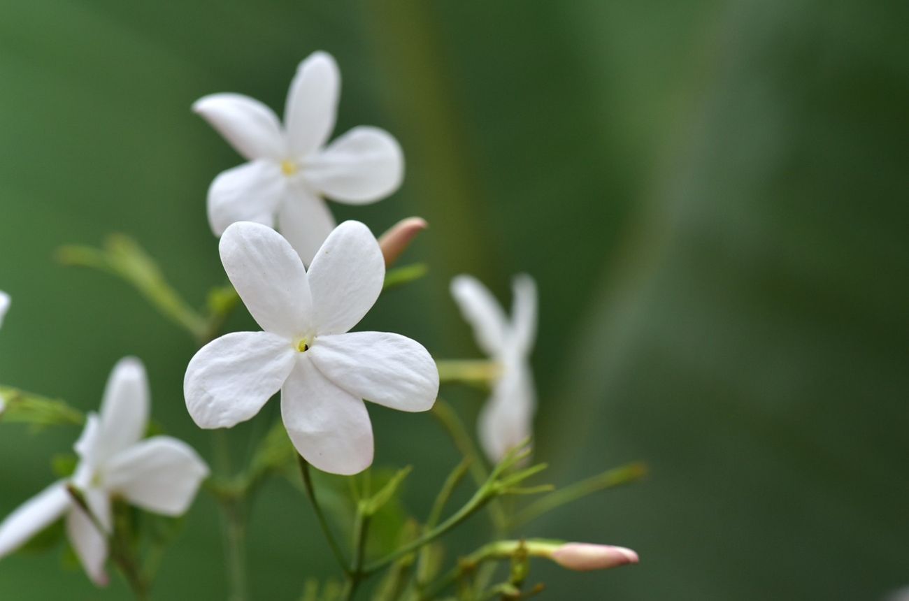 Common jasmine flowers