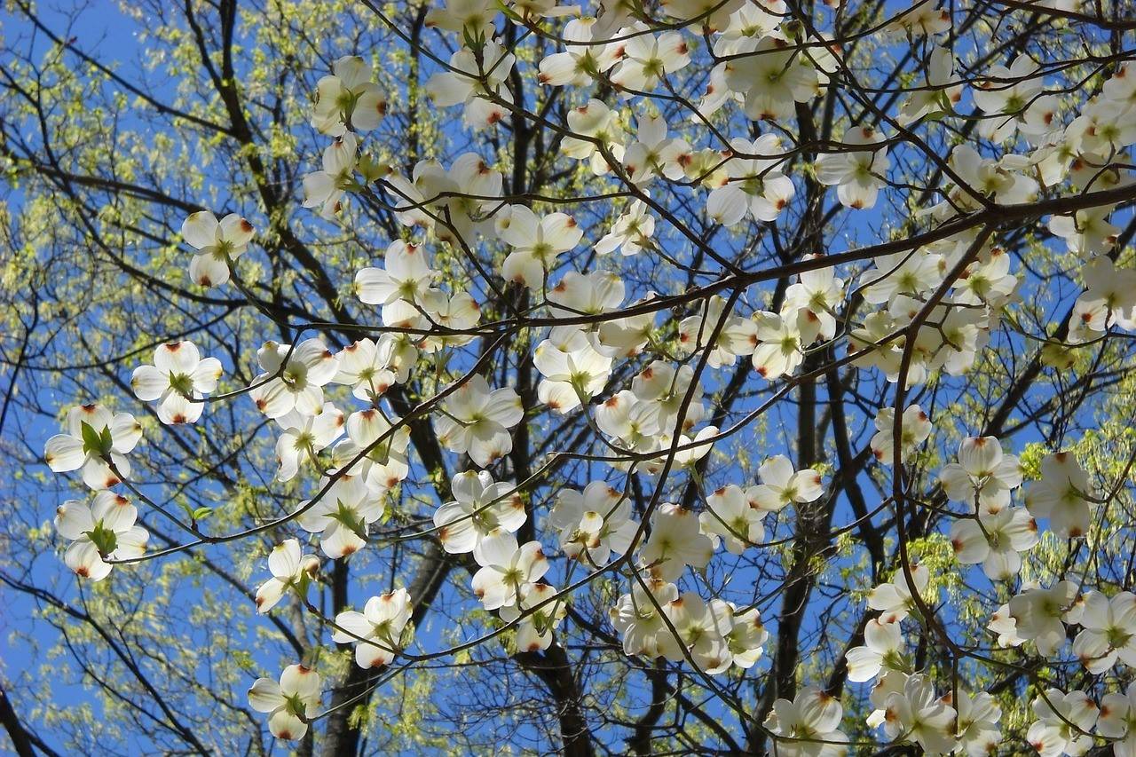 cornus trees