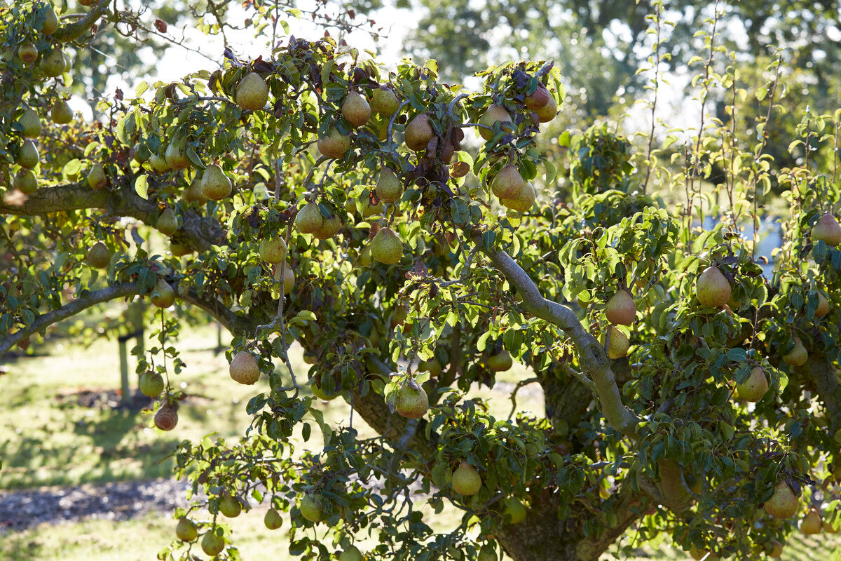 pear tree