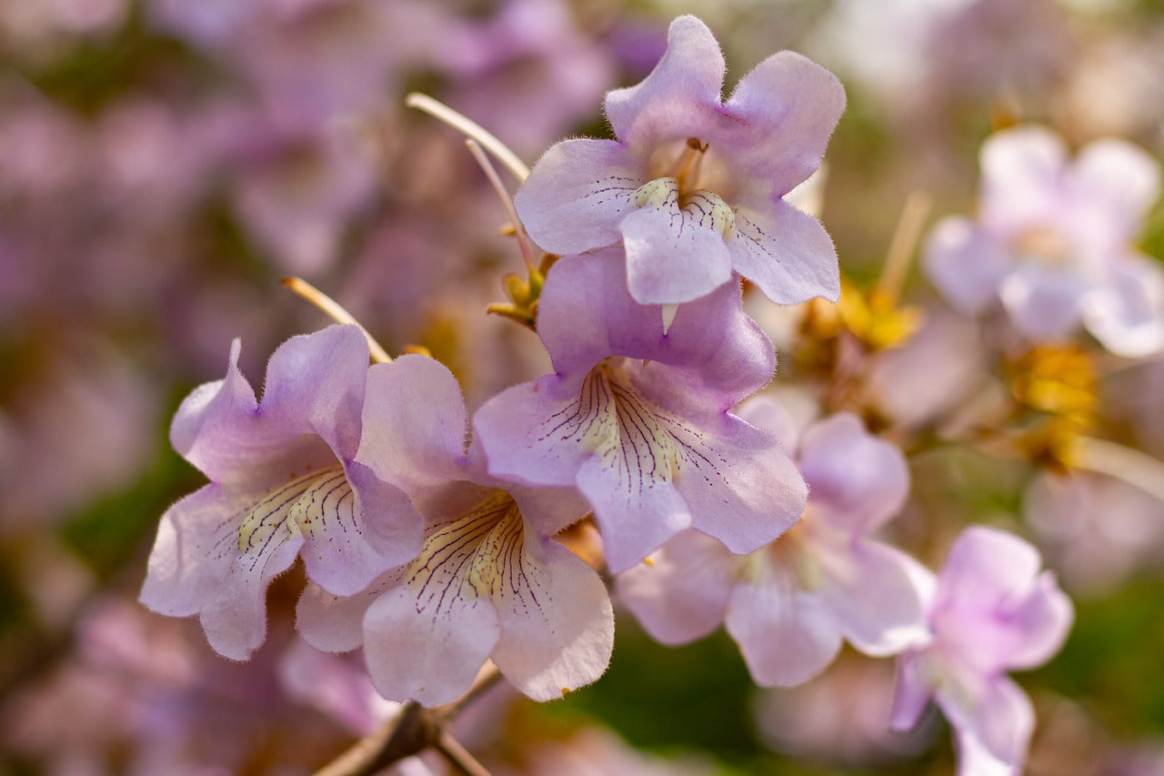 5 Impressive Flowering Trees For Any Garden