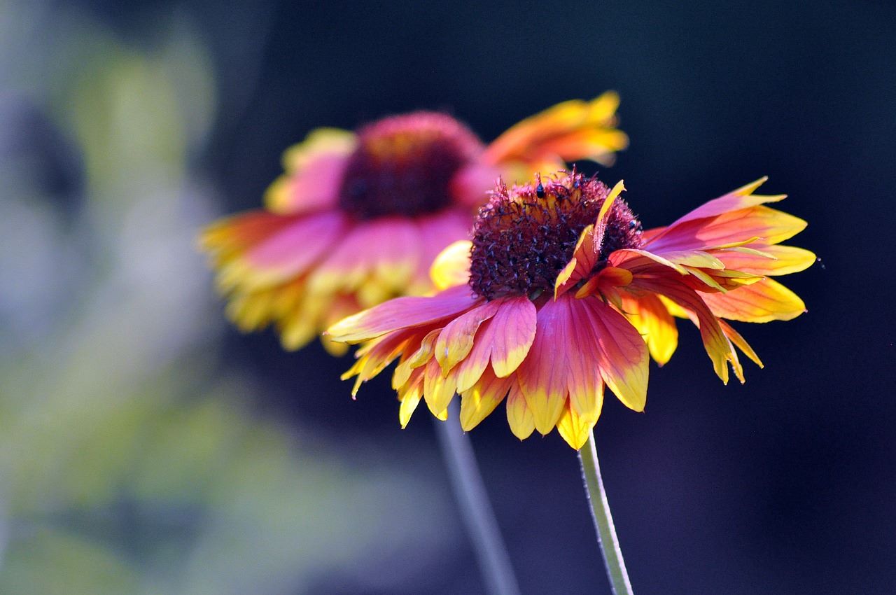 Gaillardia