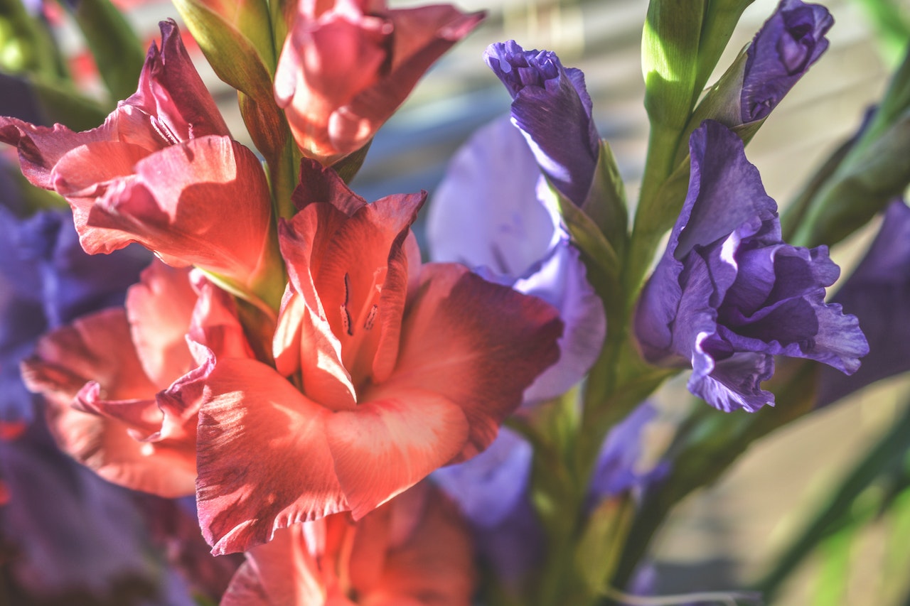 Gladioli