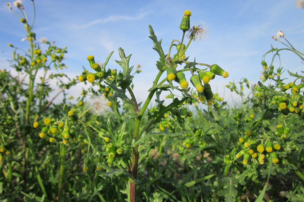 groundsel