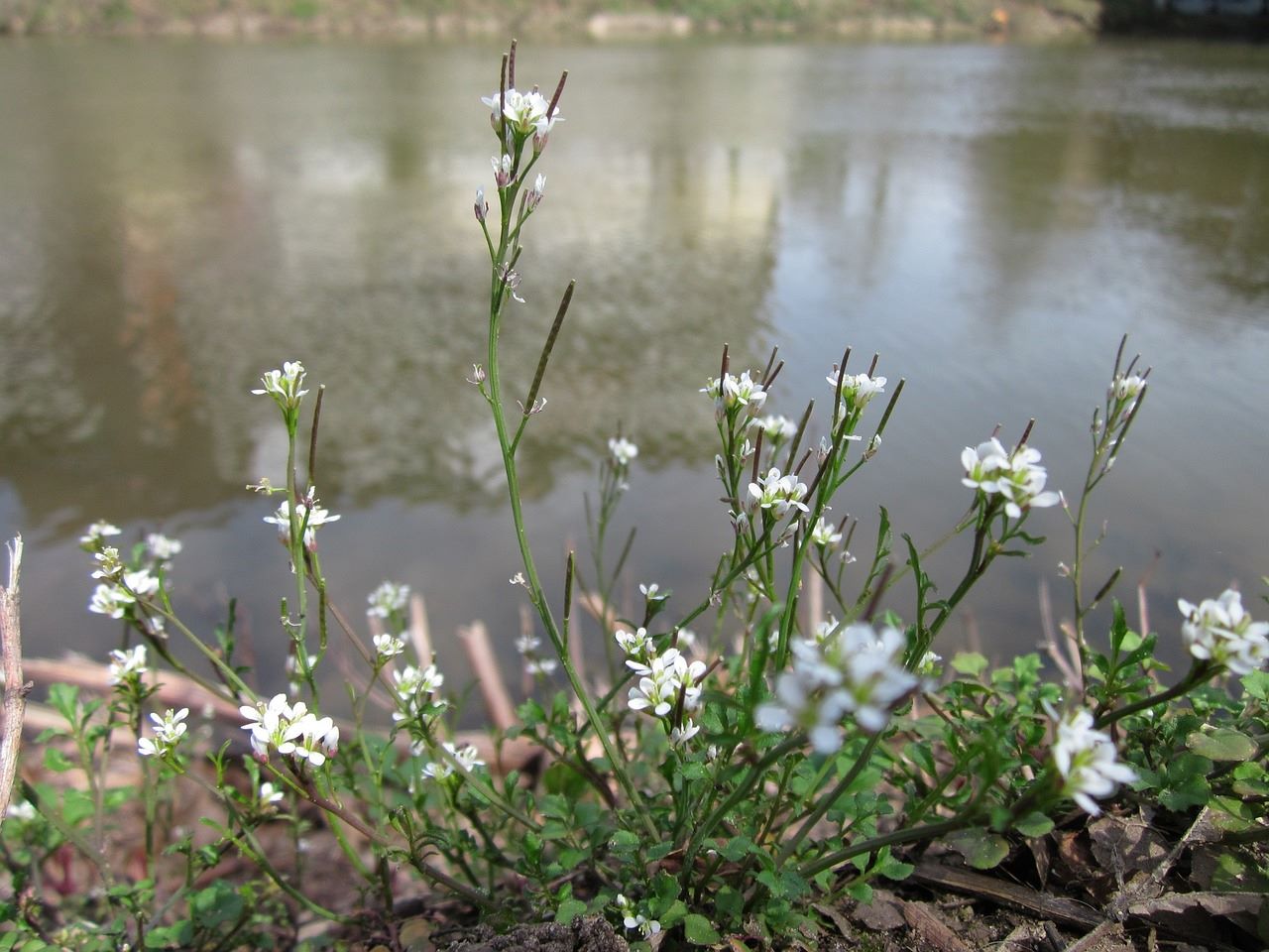 hairy bittercress