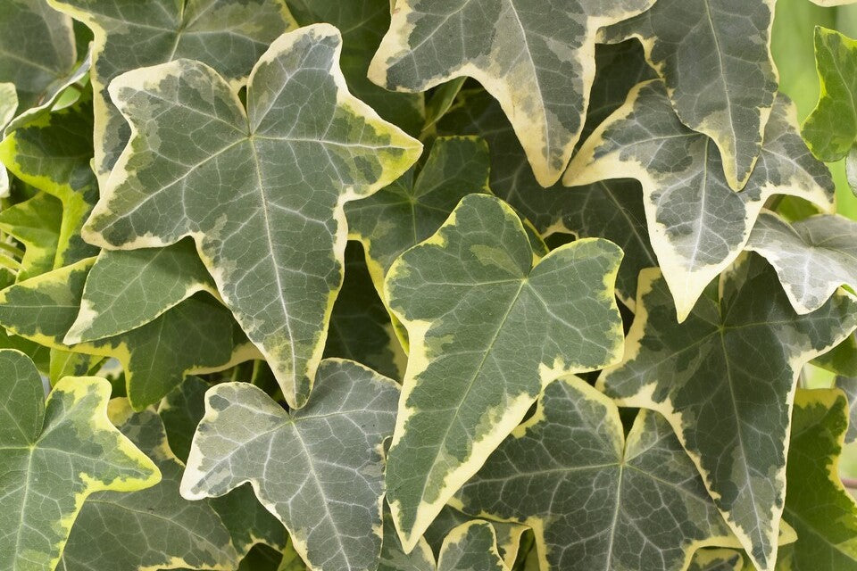 Hedera helix 'Goldchild'