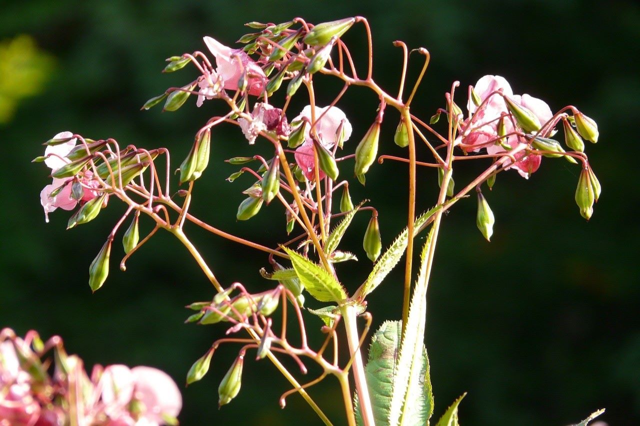 Himalayan balsam