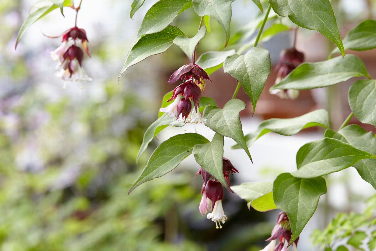 pruning honeysuckle