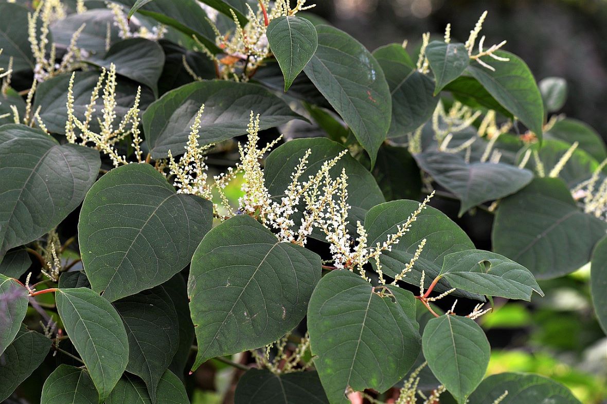 Japanese knotweed