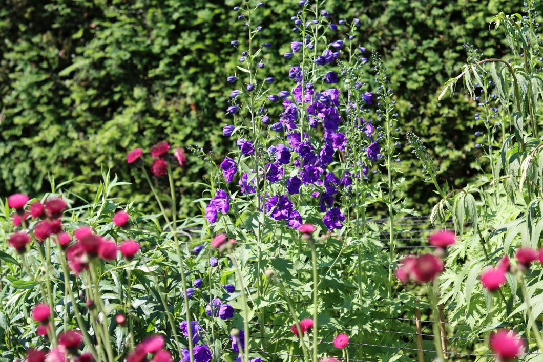 Newby Hall perennials