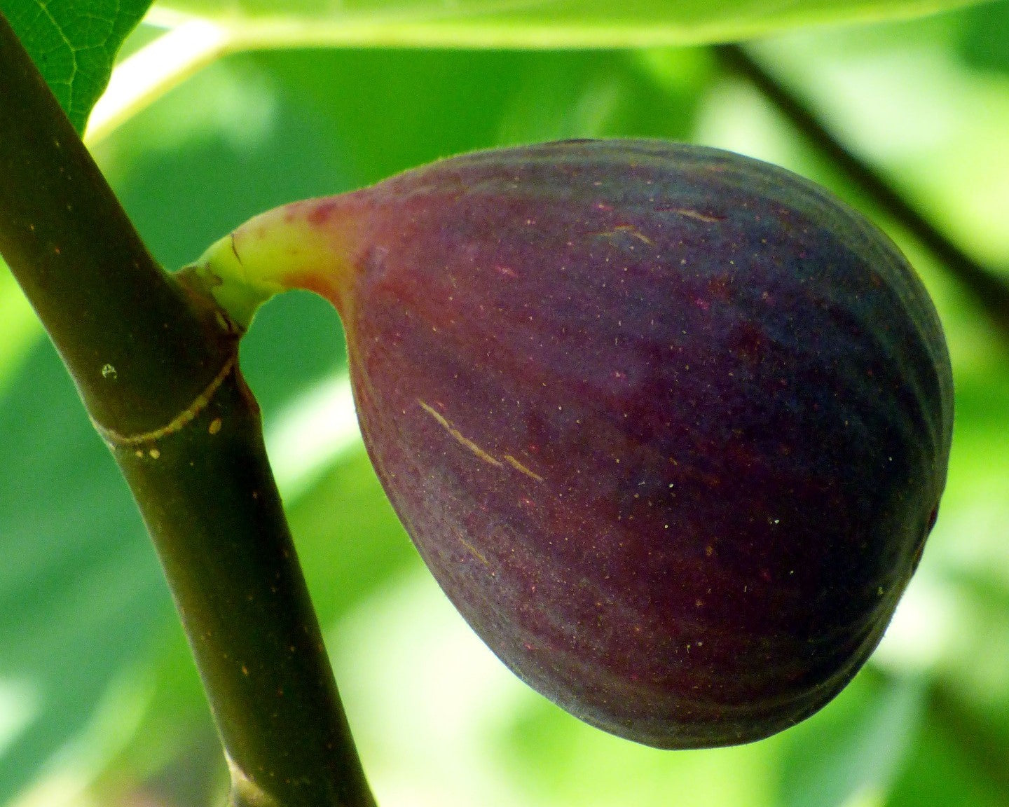 Osborne's Prolific Fig