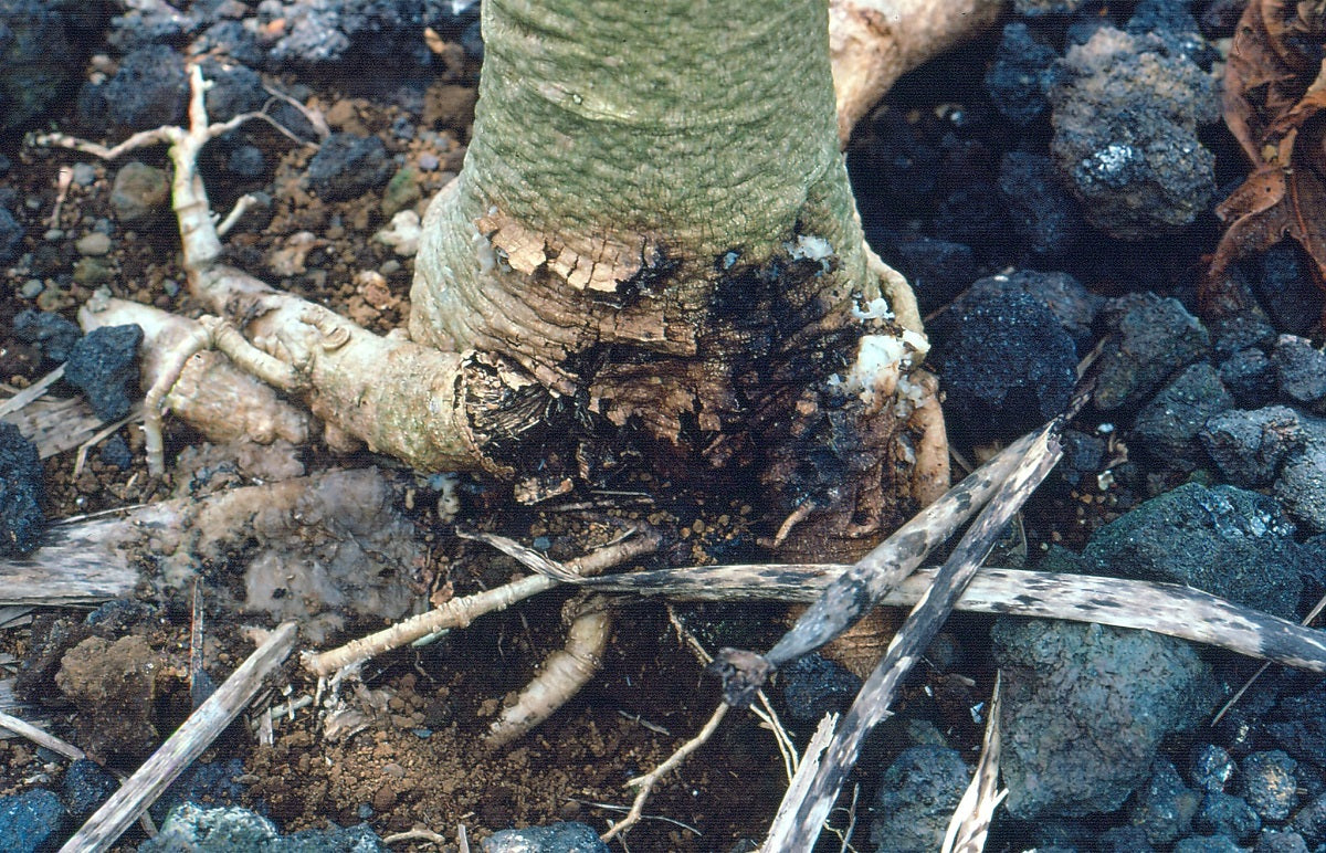 Phytophthora root rot