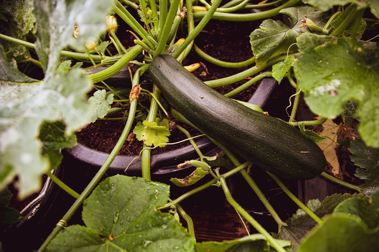 how to grow courgettes