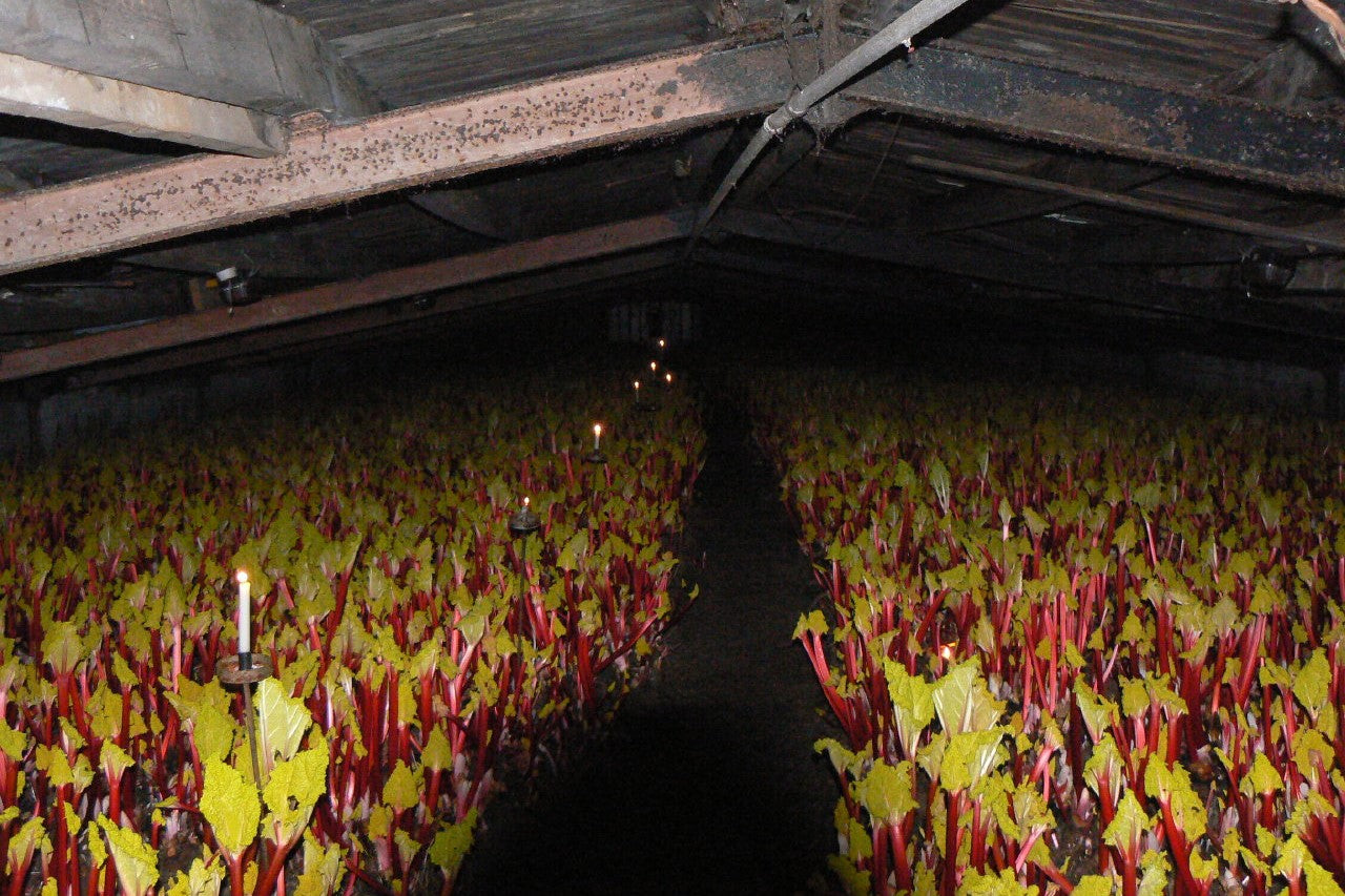 rhubarb forcing shed