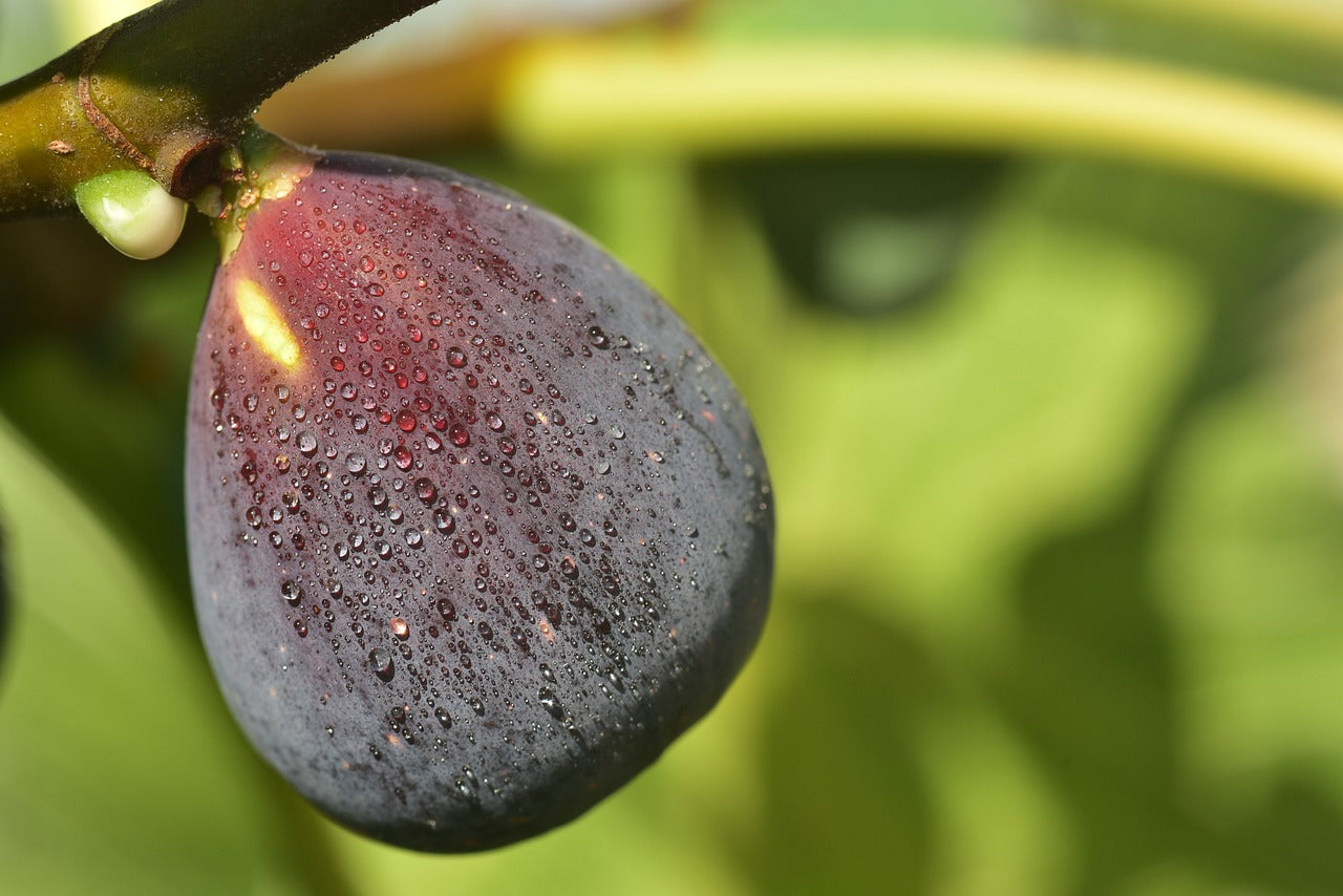 Rouge De Bordeaux Fig