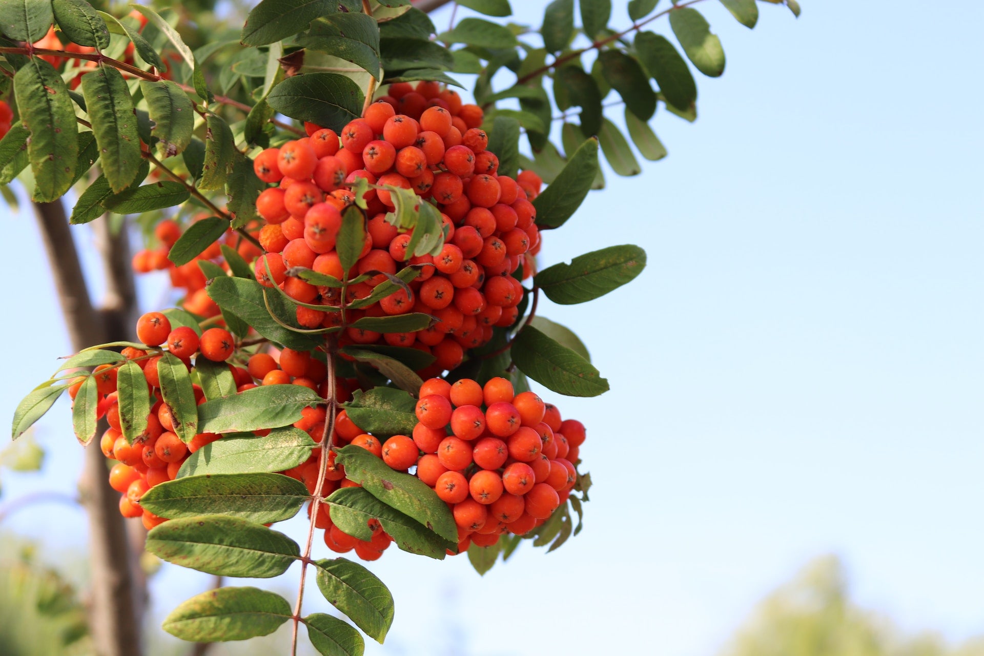 orange rowan berries