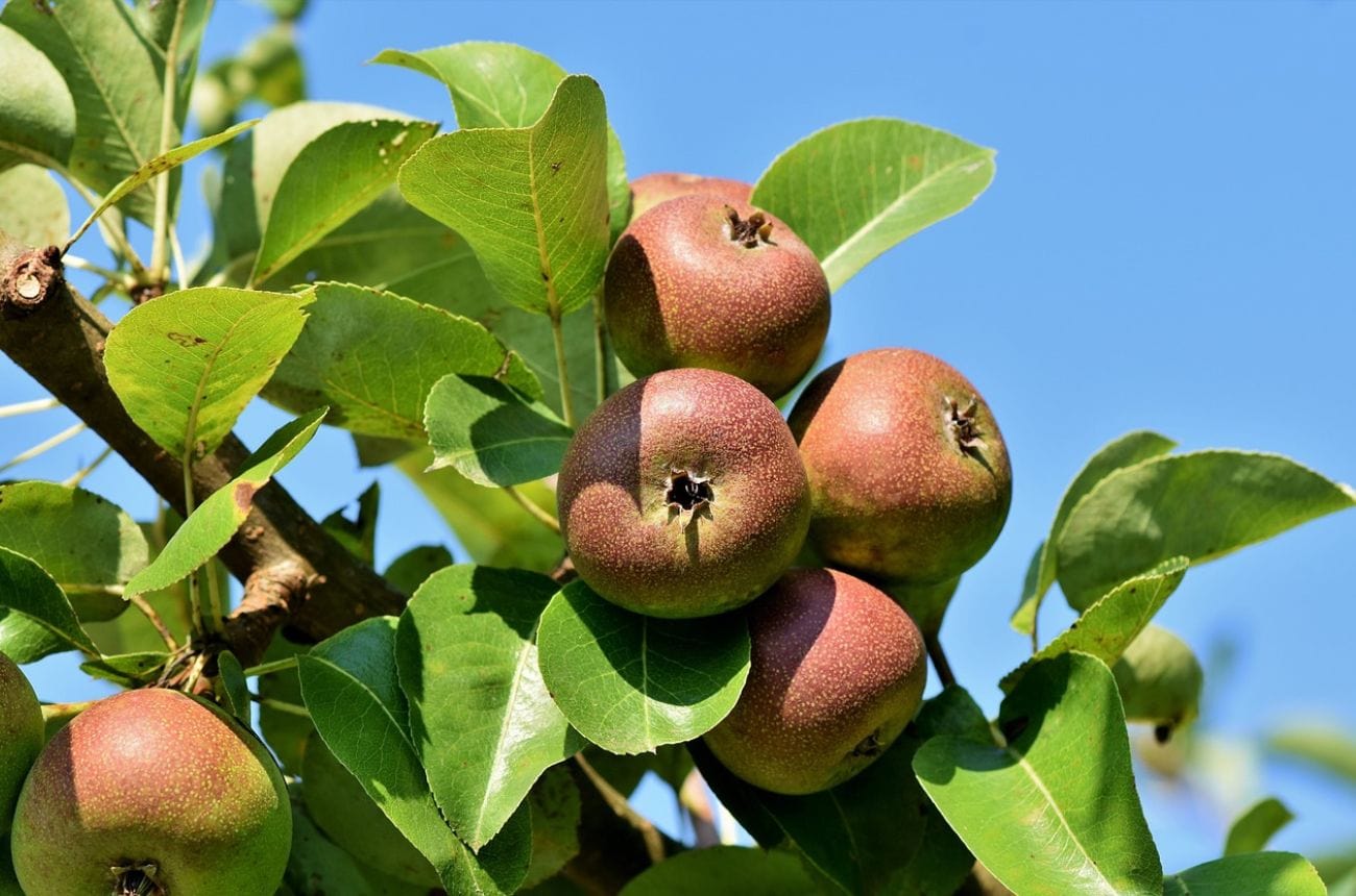 Russet apples